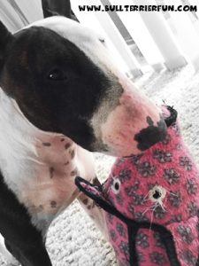 Tuffy toys - Soft dog toys that last - Mila with her Tuffy Pig