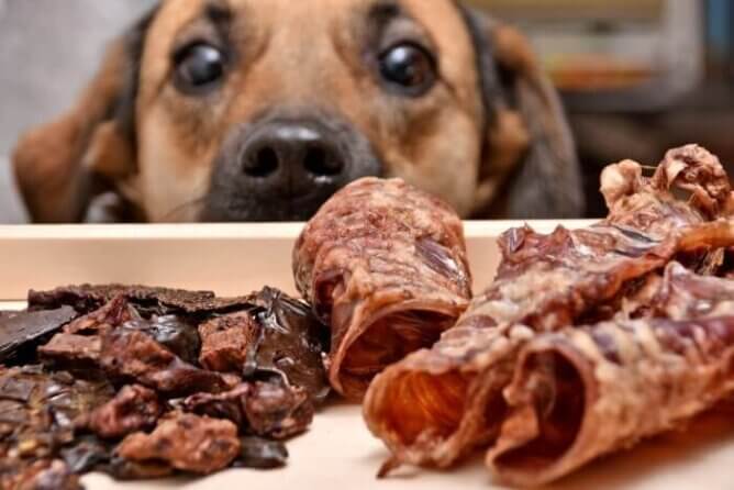 Should your dog be eating offal or organ meat?