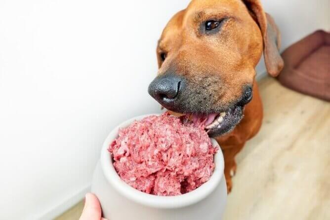 Does High-Pressure Processing Make Raw Dog Food Safe?