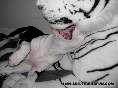 General Bull Terrier toy information to make the right choices - Mila and the tiger