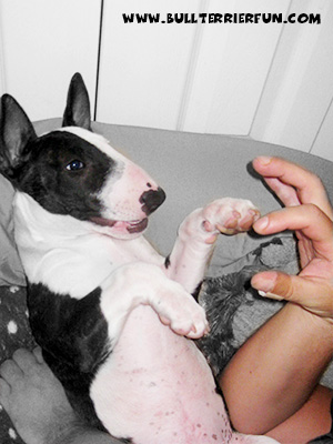 English Bull Terrier Character - Mila listening to ghost stories