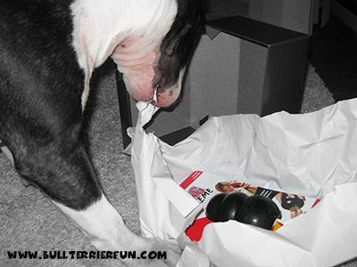 Bull terrier toys - Mila unpacking
