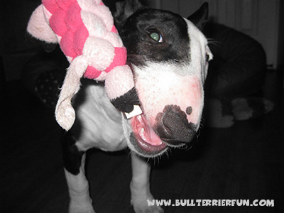 General Bull Terrier toy information - Mila with her Kong soft toy