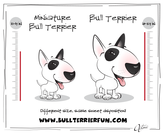 Bull Terrier and Miniature Bull Terrier Breed Information