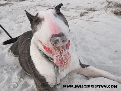 Bull Terriers - Our first Bully "Fancy"