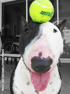Tennis balls for dogs