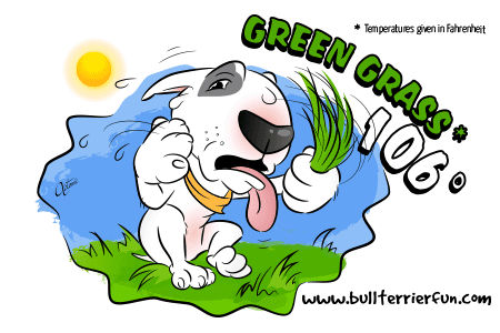Dog Overheating - Green Grass