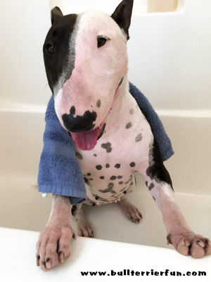 Bullterrierfun - Dog grooming and general body care