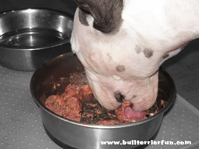 Bullterrierfun - Choosing the right dog food