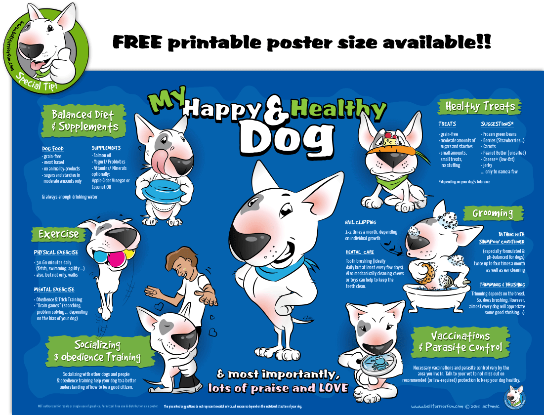 Bullterrierfun - Your happy and healthy dog