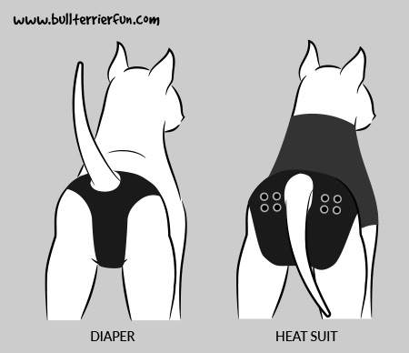 Dog Heat suit - a great alternative to diapers for bitches in heat