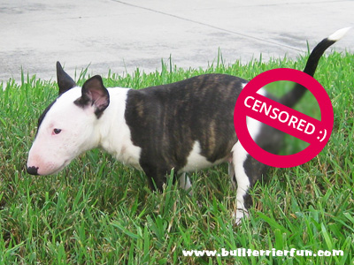 "Puppy Potty Training" tips or how to get your Bull Terrier puppy house trained