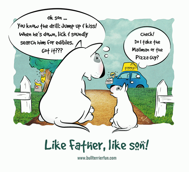 Bull Terrier Cartoon - Like father, like son