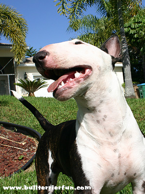 Can dogs get sunburn or is my Bull Terrier too cool for that?