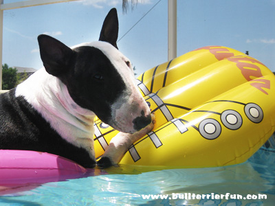 Can dogs get sunburn or is my Bull Terrier too cool for that?