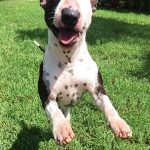 Help! My English Bull Terrier keeps jumping at me and hurting me!