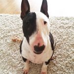 Bull terrier training