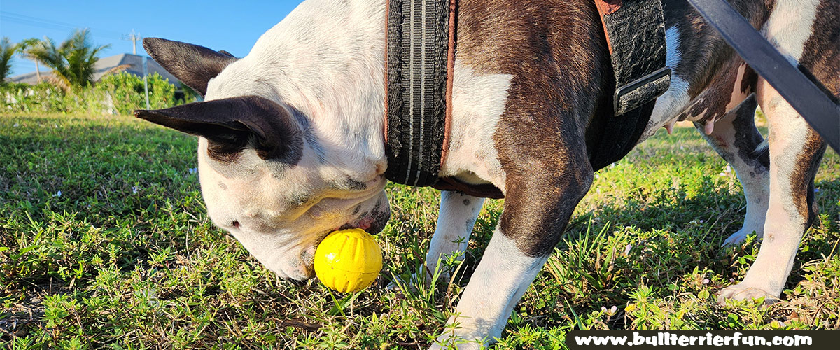 The Toughest Dog Ball For Heavy Chewers