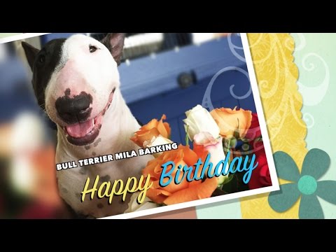 Bull Terrier barking Happy Birthday