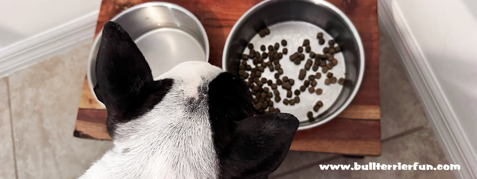 What diet can I feed my dog with Inflammatory Bowel Disease (IBD)?