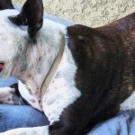 How do I get my Bull Terrier to walk?